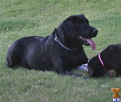 AKC BRITISH LABRADOR PUPPIES
