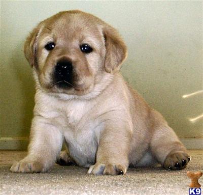 AKC BRITISH LABRADOR PUPPIES