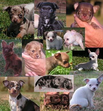 Chihuahuas in exotic colors