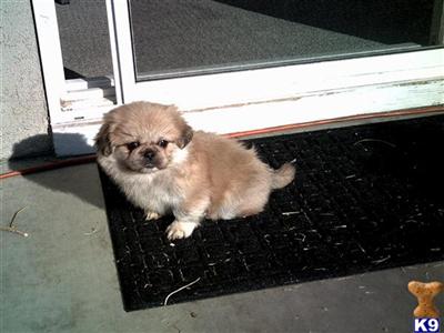 NEW YEARS PUPPIES