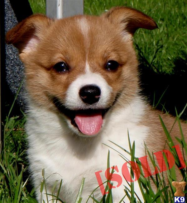 AKC Pembroke Welsh Corgi Female