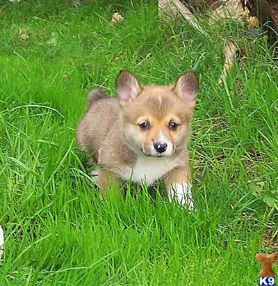AKC Pembroke Welsh Corgi Puppy