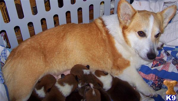 AKC Pembroke Welsh Corgi Puppy