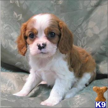 Cavapoo Puppies on Cavalier King Charles And Cavapoo Puppies For Sale In Fleming Island