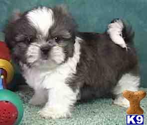 shih tzu puppies for sale in el paso tx document moved shih tzu puppies for sale in el paso tx document moved