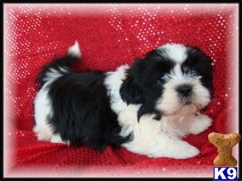 shih tzu puppies for sale in el paso tx document moved shih tzu puppies for sale in el paso tx document moved