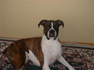 Bruce