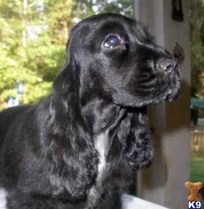 Beautiful English Cocker Pups