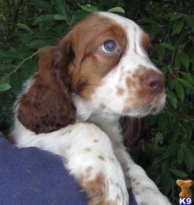 Awesome Springer Boys