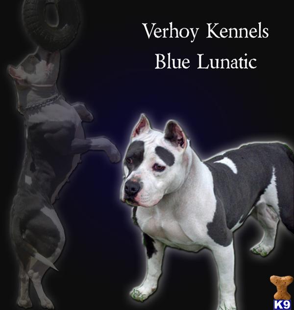 Verhoys Blue Lunatic aka  Luna