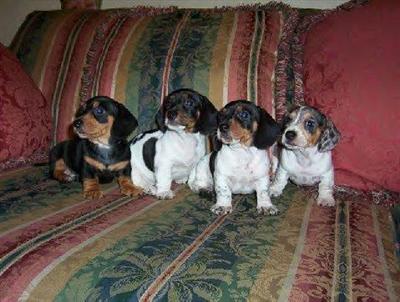 dachshund BABIES