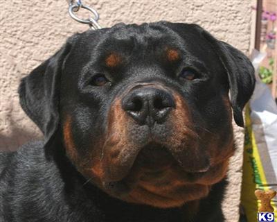 Rommel Vom Hause Gruver