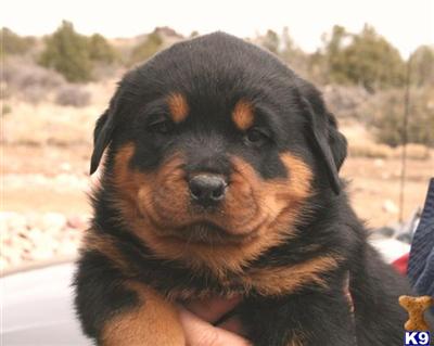 German imported Rottweiler puppies for sale