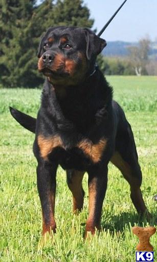 Apollo Von Der BAckerei