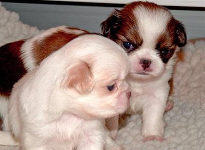 Adorable litter of Four Japanese Chins
