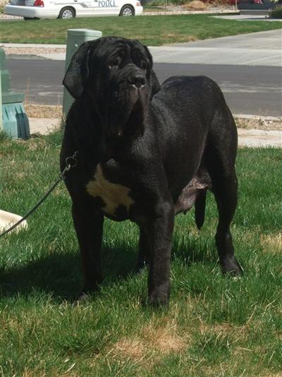 best neapolitan mastiff puppies  in the country