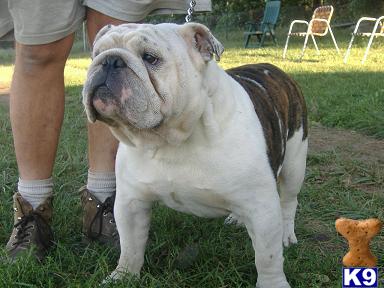 old english bulldog pups