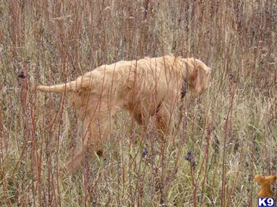 Hungarian Wirehaired Vizsla Puppies