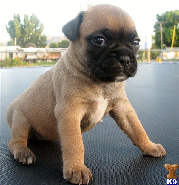Miniature Boxers 25 Boston Terrier, 25 Pug and 50 Boxer - Boxer ...