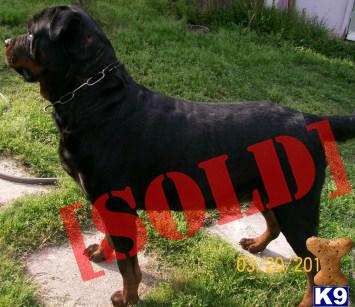 Rottweiler German Pups
