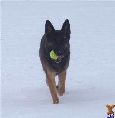 Awesome Workingline Pups Due