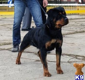 Rottweiler Brood Bitch