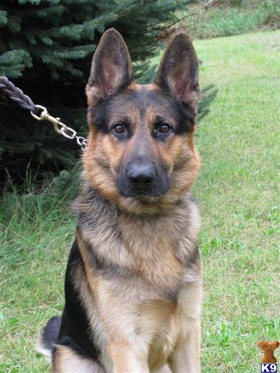 Denali vom Wayward