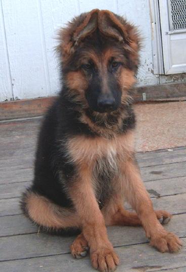 German Showline Longcoat Female Puppy