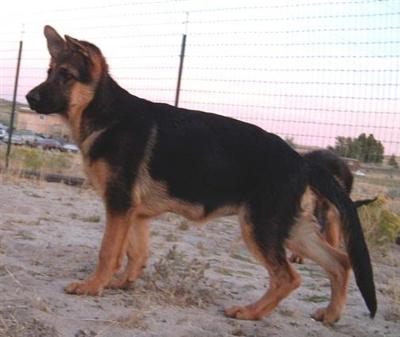 German Showline Female Pups