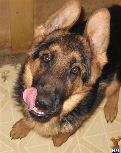 European Showline Puppies   INTELLIGENT