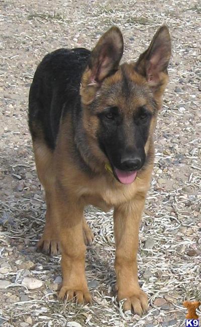 Euro Bloodlines  2 Males Available