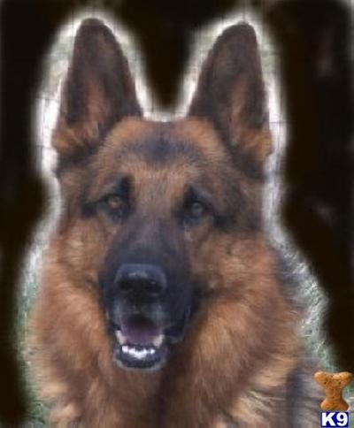 Darkus has Puppies Available Now