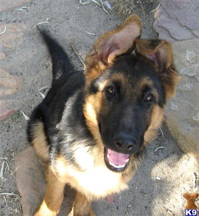Stunning European GSD  Female puppy