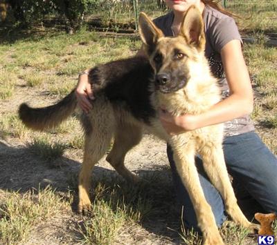 VA SIRED 100 Percent GERMAN BLOODLINES PUPS