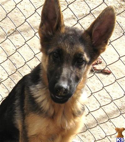 European Showline Litter 