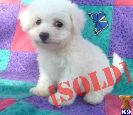 pomeranian husky for sale houston pomeranian husky mix for sale in missouri breeds picture pomeranian husky for sale houston pomeranian husky mix for sale in missouri breeds picture