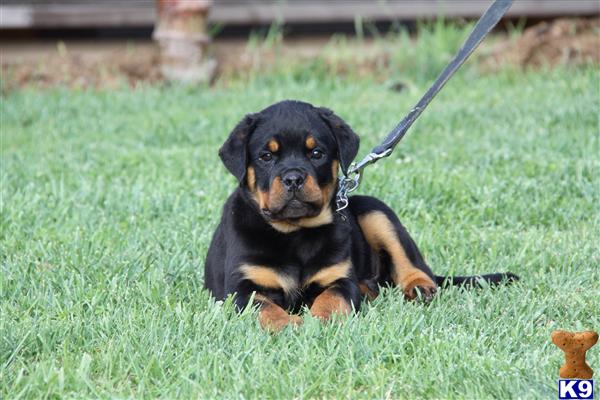 rottweiler breeders in california document moved rottweiler breeders in california document moved