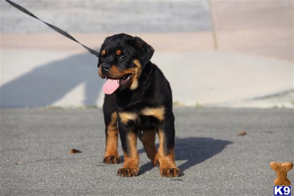 Rottweiler Puppies For Sale In Long Beach Ca Rottweiler Puppies For Sale In Long Beach Ca