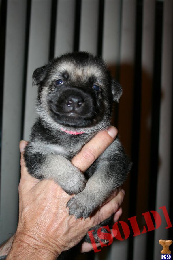 QUALITY GERMAN SHEPHERD PUPPY