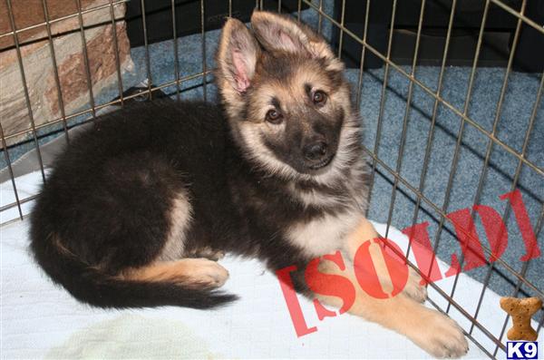 dogs for sale in charleston sc german shepherd puppies for sale in charleston sc dogs for sale in charleston sc german shepherd puppies for sale in charleston sc