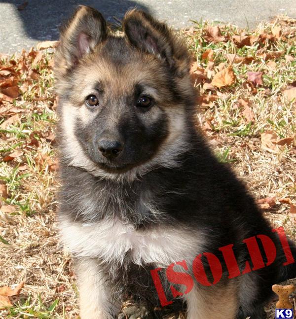 AKC German Shepherd- Best of Health -Born and raised in home.