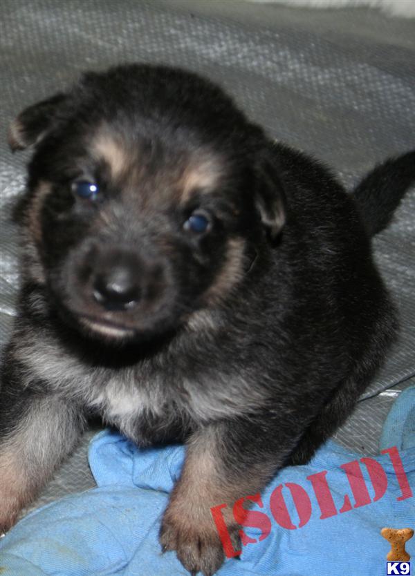 Quality AKC GSD - Registration Papers in hand