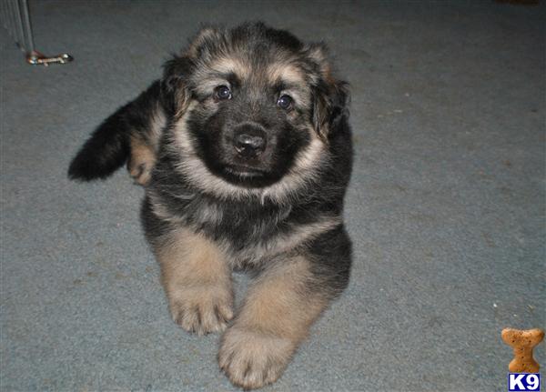german shepherd puppies for sale in sc german shepherd puppies for sale in charleston sc german shepherd puppies for sale in sc german shepherd puppies for sale in charleston sc