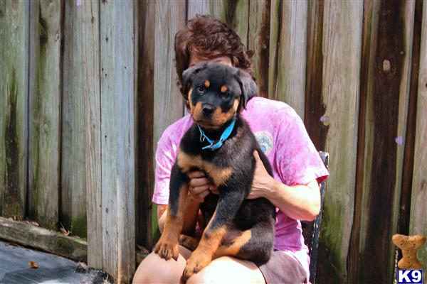 The BEST World Class Litter Available - DJUKE x MANTRA
