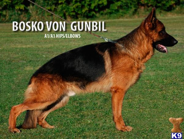 V Bosko von Gunbil SchIII/Kkl1