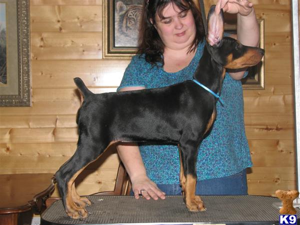 UKC/INT/NATL Ch. Sired Doberman Puppies