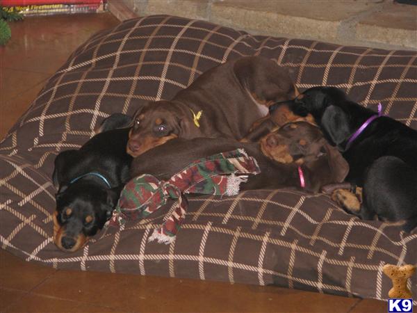 vwolfdobermans.net