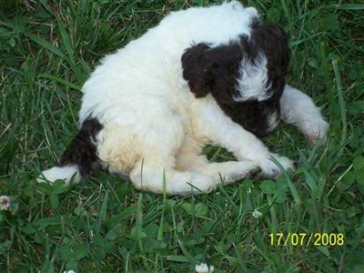  STANDAND POODLE pupoies 