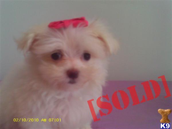 MALTESE, TEACUP FEMALE