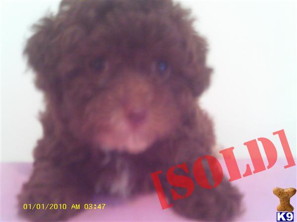 TOY POODLE